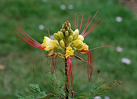 Caesalpinia gilliesi (Jardin des Plantes, Paris)