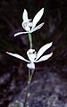 Caladenia dimorpha