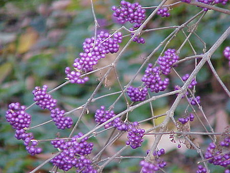 Callicarpa bodinieri