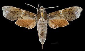 Callionima pan MHNT CUT 2010 0 337 French Guiana, female dorsal.jpg