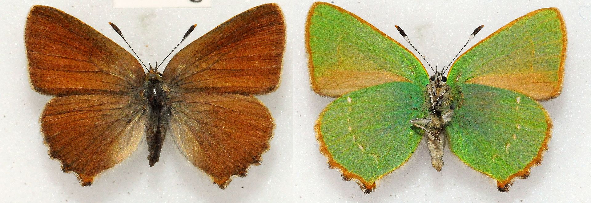 Callophrys rubi male.jpg