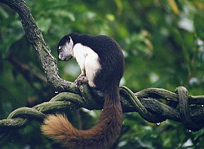 Callosciurus prevostii, the Tricolor Squirrel. (12616231455).jpg