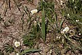 Calochortus subalpinus