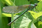 Calopteryx splendens female Wertheim-Bronnbach 20070714 2.jpg