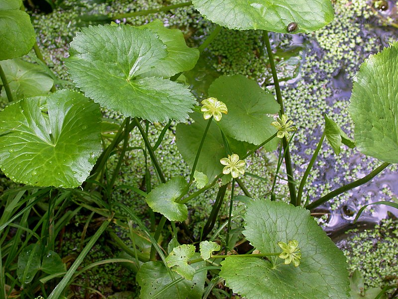 File:Caltha palustris 15-p.bot-caltha.pal-032.jpg