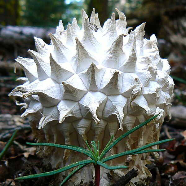 File:Calvatia sculpta 49007 cropped.jpg