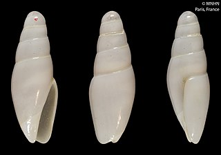 <i>Calyptoliva tatyanae</i> Species of gastropod