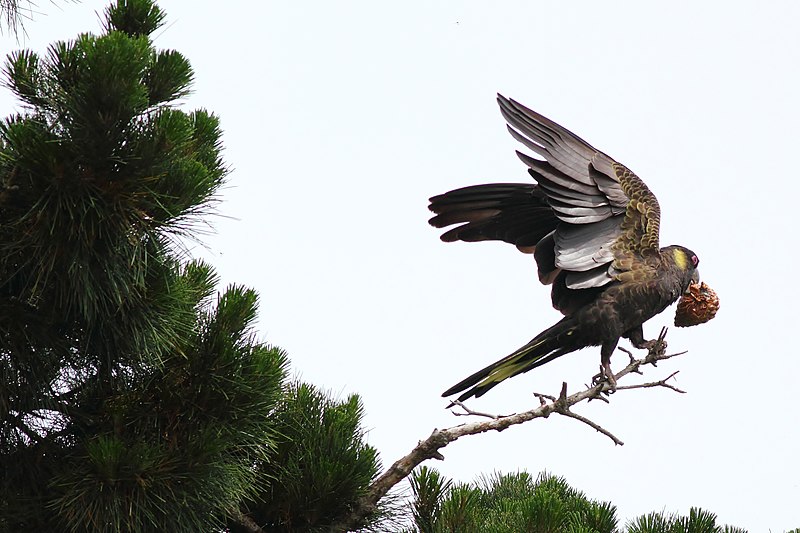 File:Calyptorhynchus funereus -Edithvale Wetlands, Melbourne, Victoria, Australia-8.jpg