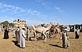* Nomination Camel market at Daraw --Hatem Moushir 09:01, 3 December 2017 (UTC) Can you improve the bottom crop (cropping out that black object)? Poco a poco 13:06, 3 December 2017 (UTC) done --Hatem Moushir 20:47, 7 December 2017 (UTC) * Promotion Good quality. --Poco a poco 18:48, 8 December 2017 (UTC)
