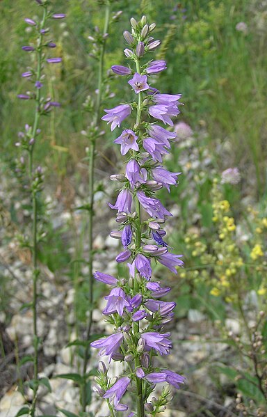 File:Campanula bononiensis inflorescence.jpg