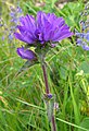 * Nomination: Clustered bellflower (Campanula glomerata) --Robert Flogaus-Faust 14:58, 3 December 2023 (UTC) * * Review needed