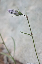 Campanula rotundifolia