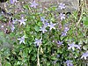 Campanula tommasiana2.jpg