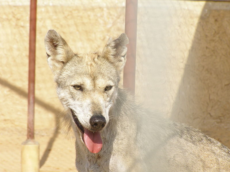 File:Canis lupus arabs head front.JPG