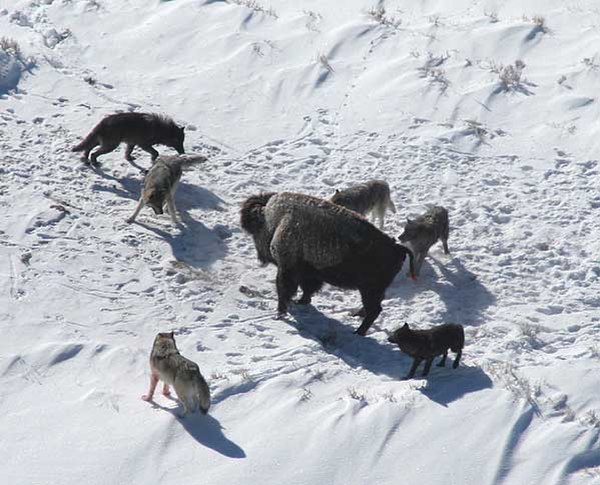 Bison surrounded by a gray wolf pack. Beringian wolves preyed most often on steppe bison and horse.