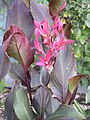 Canna Ferrandii 1630.JPG