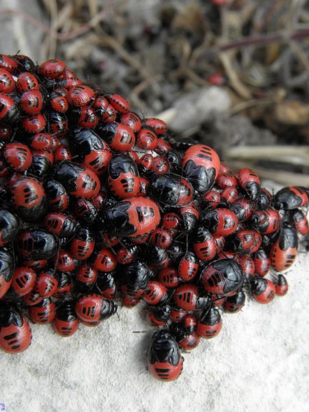 File:Canthophorus melanopterus nymphs.JPG