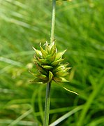 Carex divulsa inflorescens (2).jpg