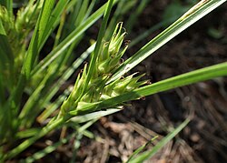 Carex secalina kz04.jpg