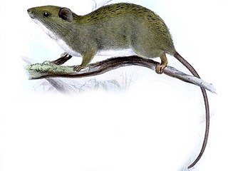 <span class="mw-page-title-main">White-bellied Luzon tree rat</span> Species of rodent