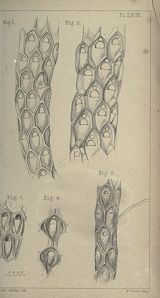 File:Catalogue of marine Polyzoa in the collection of the British museum (PL. 63) BHL18304771.jpg