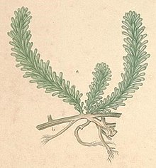 «Caulerpa chemnitzia» иллюстрациясы var. «laetevirens»