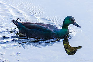 <span class="mw-page-title-main">Cayuga duck</span> American breed of domestic duck