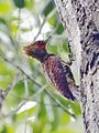 Celeus undatus - Waved woodpecker (male).jpg