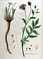 Abbildung der Skabiosen-Flockenblume aus Flora Batava