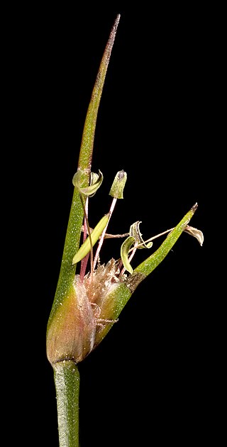 <i>Centrolepis aristata</i> Species of plant