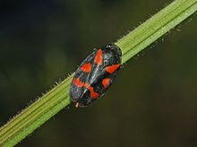 Cercopidae - Cercopis sanguinolenta.JPG