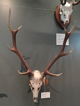 The skull of stag displayed in the Finnish Museum of Natural History, Helsinki, Finland Cervus nippon antlers - Finnish Museum of Natural History - DSC04525.JPG