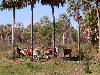 Rinderfarm in Distrikt Presidente Hayes