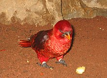 At Loro Parque, Spain Chalcopsitta cardinalis.jpg