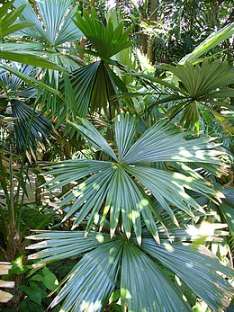 Chelyocarpus