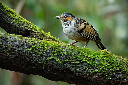 Chestnut-eared Laughingthrush 0A2A1831