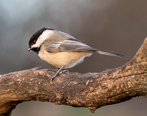 Black-capped chickadee in Green-Wood Cemetery