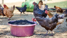 Domestic chicken feeding on biochar in Namibia Chicken feeding on crushed biochar in Namibia.png