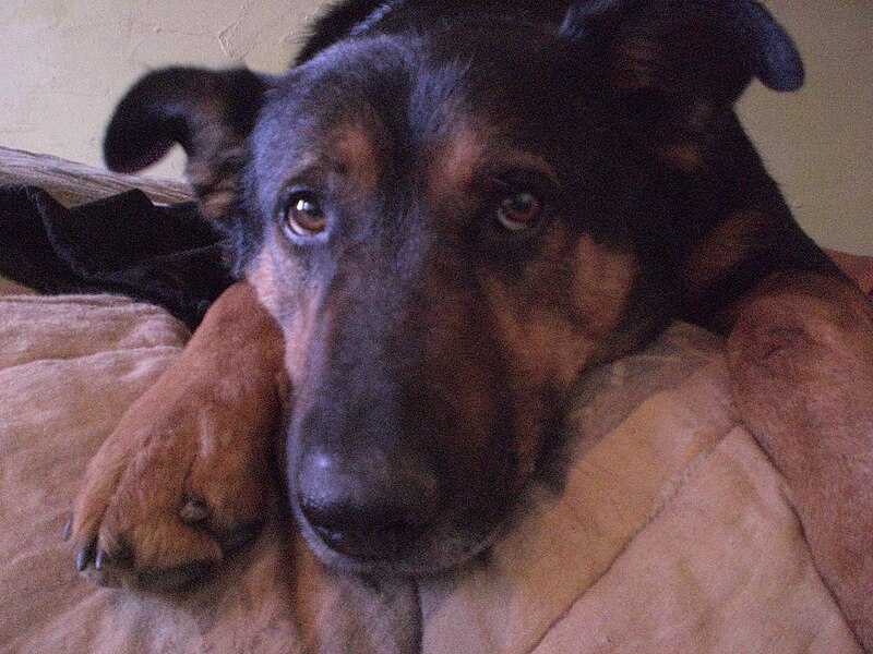 File:Chien(sam) avec des gros yeux.jpg