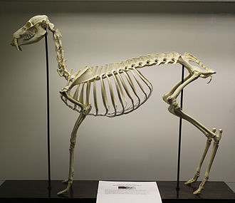 The skeleton of a water deer at the Royal Veterinary College. Chinese water deer (Hydropotes inermis) skeleton at the Royal Veterinary College anatomy museum.JPG