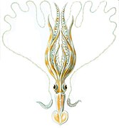 Chiroteuthis veranyi (Chiroteuthidae)