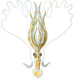Description de l'image Chiroteuthis veranyi Haeckel.jpg.