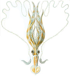 Beskrivelse av bildet Chiroteuthis veranyi Haeckel.jpg.