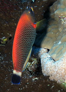 Chiseltooth wrasse, Pseudodax moluccanus u malého bratra, Rudé moře, Egypt SCUBA.jpg
