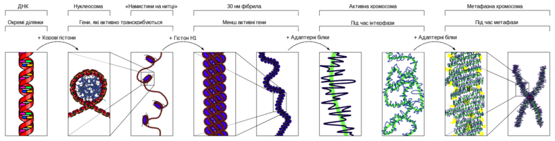 File:Chromatin Structures uk.png