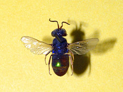 Chrysididae - Holopyga ovata.JPG