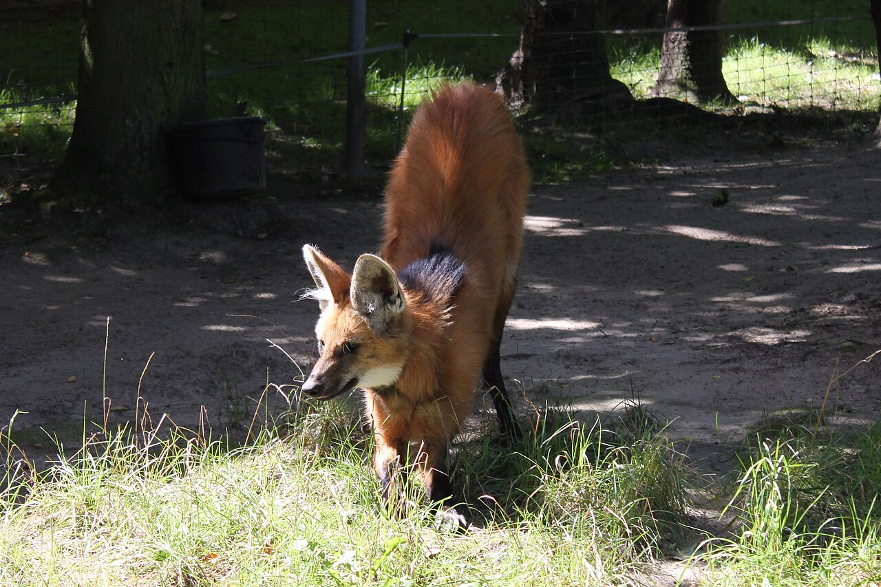 Chrysocyon brachyurus Oliwa 3.JPG