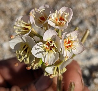 <i>Chylismia claviformis <span style="font-style:normal;">subsp.</span> peirsonii</i> Subspecies of desert flower