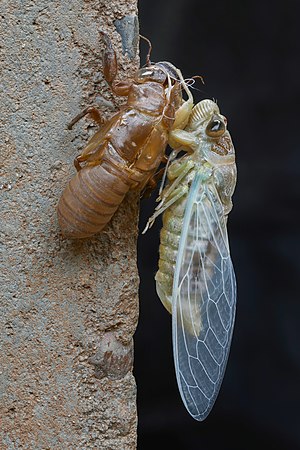 Cicadidae with exuvia, immediately after moulting, in Laos, side view