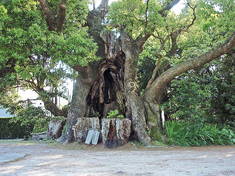 File:Cinnamomum camphora 20100601 (Kawazu) (B).jpg